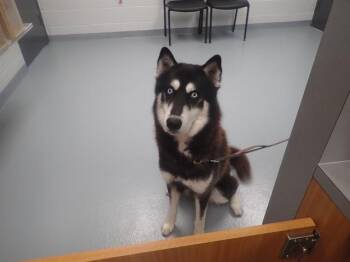 Rescue Siberian Husky Dogs for Adoption in St. Cloud, Florida - BEAR | PetCurious