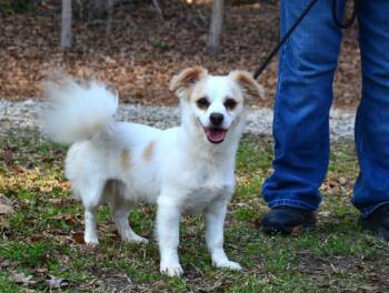 Papillon Dogs Available for Adoption - Shadow | PetCurious