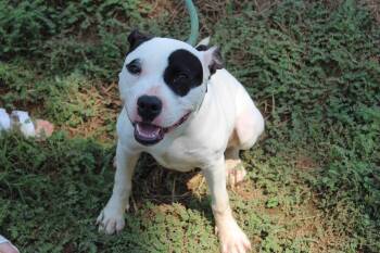 Rescue Pit Bull Terrier Dogs for Adoption in Jacksonville, Texas - Nezuko Aka Nezzy | PetCurious