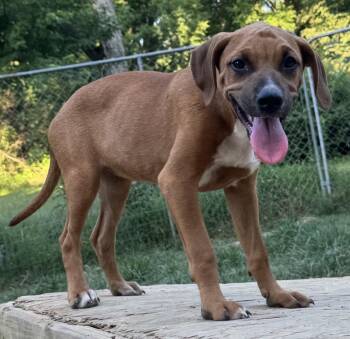 Ruby - hound litter of 9 -  Hound Dog for Adoption in Horn Lake, Mississippi - Ruby - Hound Litter Of 9 | PetCurious