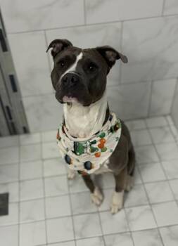 Mixed Breed Dogs Available for Adoption in Chamblee, Georgia - Marigold | PetCurious