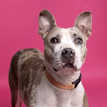 Rescue American Staffordshire Terrier Dogs for Adoption in Franklin, Tennessee - Puppi | PetCurious