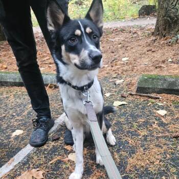Rescue Black Labrador Retriever and Australian Cattle Dog Blue Heeler Dogs for Adoption in Ferndale, Washington - Jude | PetCurious