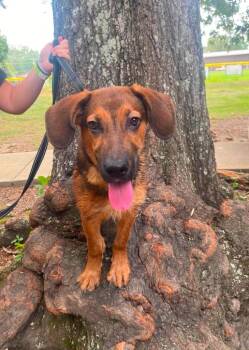 Rufus -  Hound and Shepherd Dog for Adoption in El Dorado, Arkansas - Rufus | PetCurious