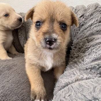 Oat Milk -  Labrador Retriever and Mixed Breed Dog for Adoption in North Charleston, South Carolina - Oat Milk | PetCurious