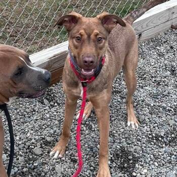Rescue Shepherd Dogs for Adoption in Binghamton, New York - Billy | PetCurious