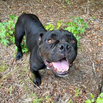 Mac -  Bulldog Dog for Adoption in Monroe, Georgia - Mac | PetCurious