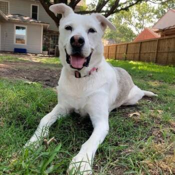 Verbena -  Labrador Retriever Dog for Adoption in Sumter, South Carolina - Verbena | PetCurious