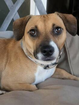 Rescue Dachshund Dogs for Adoption in Anza, California - Tequila | PetCurious