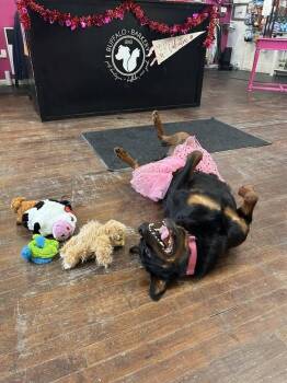 Rottweiler Dogs Available for Adoption - Rita | PetCurious