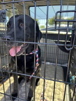 Bruno -  Labrador Retriever Dog for Adoption in San Diego, California - Bruno | PetCurious