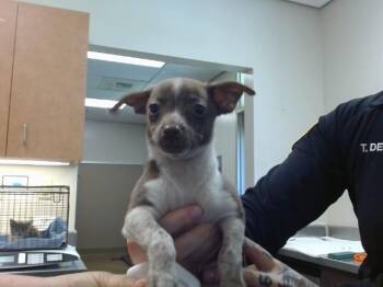 DAVID -  Chihuahua Dog for Adoption in Sacramento, California - DAVID | PetCurious