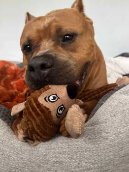 Boss -  American Bully and American Bulldog Dog for Adoption in Melbourne, Florida - Boss | PetCurious