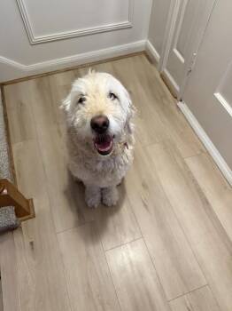 Standard Poodle and Golden Retriever Dogs Available for Adoption in Nashville, Tennessee - Charlie Frank | PetCurious