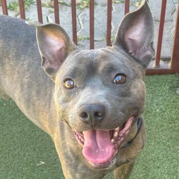 Luis -  Pit Bull Terrier and Mixed Breed Dog for Adoption in Los Angeles, California - Luis | PetCurious