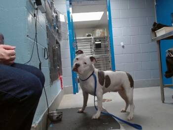 PINKY -  Pit Bull Terrier and Mixed Breed Dog for Adoption in Albuquerque, New Mexico - PINKY | PetCurious