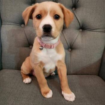 Retriever Dogs Available for Adoption - Serena | PetCurious