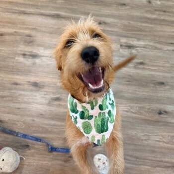 Hatch Happy Hearted Boy -  Goldendoodle Dog for Adoption in Friendswood, Texas - Hatch Happy Hearted Boy | PetCurious