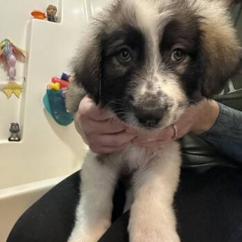 Great Pyrenees and Australian Shepherd Dogs Available for Adoption in Myrtle Beach, South Carolina - Smore | PetCurious