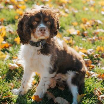 Rescue Cavalier King Charles Spaniel Dogs for Adoption in Northbrook, Illinois - Charlie | PetCurious