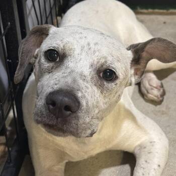 Connie -  Pit Bull Terrier Dog for Adoption in Birmingham, Alabama - Connie | PetCurious