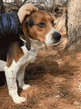 Beagle Dogs Available for Adoption - Fred | PetCurious
