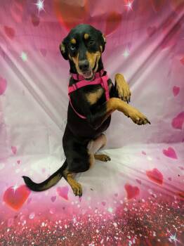 Australian Cattle Dog Blue Heeler and Rottweiler Dogs Available for Adoption - Knoxie CY | PetCurious