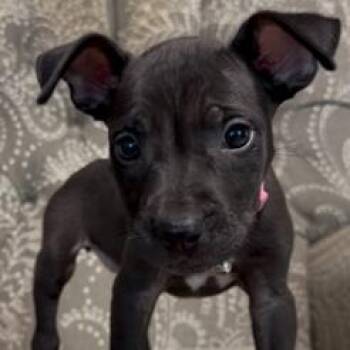 Bo Peep -  Mixed Breed Dog for Adoption in Cincinnati, Ohio - Bo Peep | PetCurious