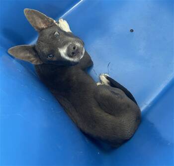 Mixed Breed Dogs Available for Adoption in Dallas, Texas - MILES | PetCurious