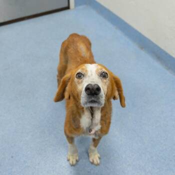 Kangaroo -  Mixed Breed Dog for Adoption in Gainesville, Florida - Kangaroo | PetCurious