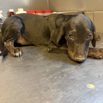 Maggie -  Hound and Mixed Breed Dog for Adoption in Tuscaloosa, Alabama - Maggie | PetCurious