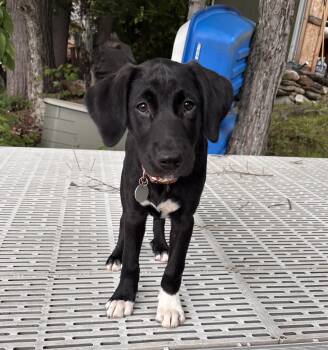 Waynette -  Labrador Retriever Dog for Adoption in Warrington, Pennsylvania - Waynette | PetCurious