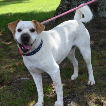 Rescue Shar Pei and Labrador Retriever Dogs for Adoption in Fairfax, Virginia - Snowy G | PetCurious