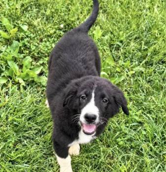 Henry -  Australian Shepherd Dog for Adoption in Chuckey, Tennessee - Henry | PetCurious