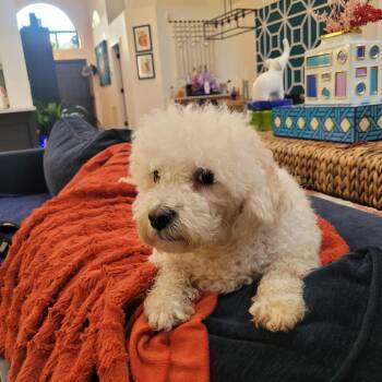 Maltese and Poodle Dogs Available for Adoption - Lipa | PetCurious
