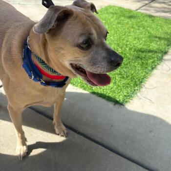 Chipa -  Mixed Breed Dog for Adoption in Chicago, Illinois - Chipa | PetCurious