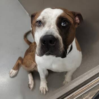 Whipney -  Pit Bull Terrier Dog for Adoption in Baltimore, Maryland - Whipney | PetCurious