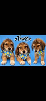 Trace -  Terrier and Labrador Retriever Dog for Adoption in Cheektowaga, New York - Trace | PetCurious