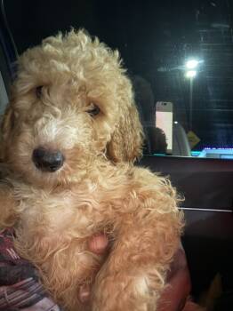 Goldendoodle Dogs Available for Sale - Light Blue Collar  | PetCurious