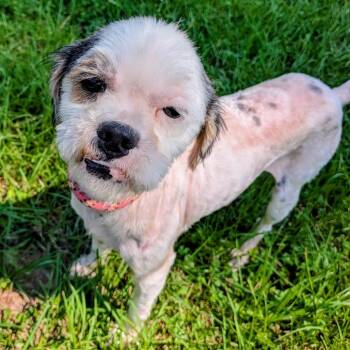 Terrier and Mixed Breed Dogs Available for Adoption in Houston, Texas - Kuma Yama | PetCurious
