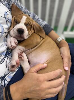 Woody -  Boxer and American Bulldog Dog for Adoption in Plain City, Ohio - Woody | PetCurious