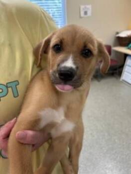 Mercury -  Shepherd and Mixed Breed Dog for Adoption in Kansas City, Missouri - Mercury | PetCurious