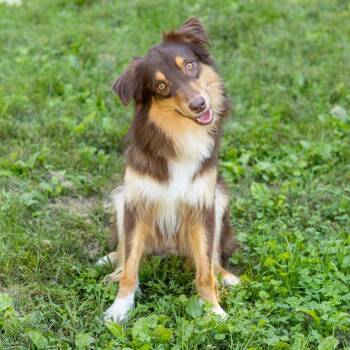 Coffee -  Australian Shepherd Dog for Adoption in Wilmington, Delaware - Coffee | PetCurious