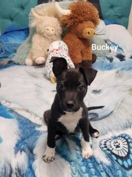 Patterdale Terrier Fell Terrier Dogs Available for Adoption in Orlando, Florida - Buckey ( Orlando Fl) | PetCurious
