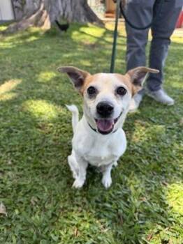Drew -  Terrier and Mixed Breed Dog for Adoption in Honolulu, Hawaii - Drew | PetCurious