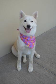 Happiny -  Husky Dog for Adoption in Mckinney, Texas - Happiny | PetCurious