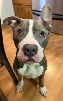 Marshall -  American Bulldog Dog for Adoption in Georgina, Ontario - Marshall | PetCurious
