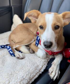 Mixed Breed and Terrier Dogs Available for Adoption - Charlie | PetCurious