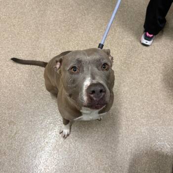 Pit Bull Terrier and Mixed Breed Dogs Available for Adoption in League City, Texas - Paris | PetCurious