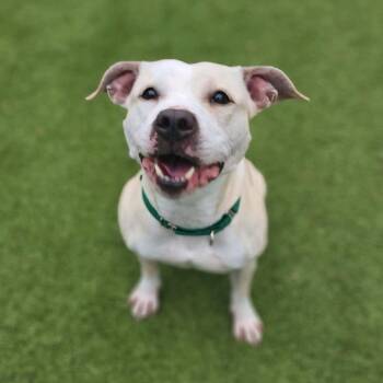 Pit Bull Terrier Dogs Available for Adoption - Squash | PetCurious